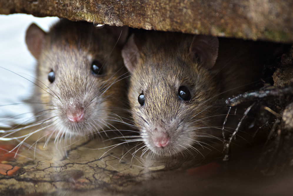 Rodent Control \u0026 Treatment Boca Raton | Rodent Removal Services FL