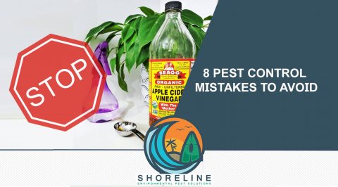 8 Pest Control Mistakes to Avoid - Shoreline Environmental Pest Solutions