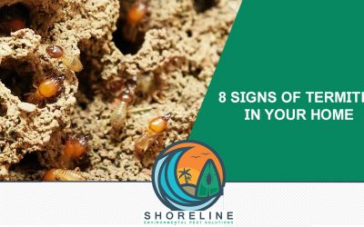 8 Signs of Termites in Your Home (White Ants)