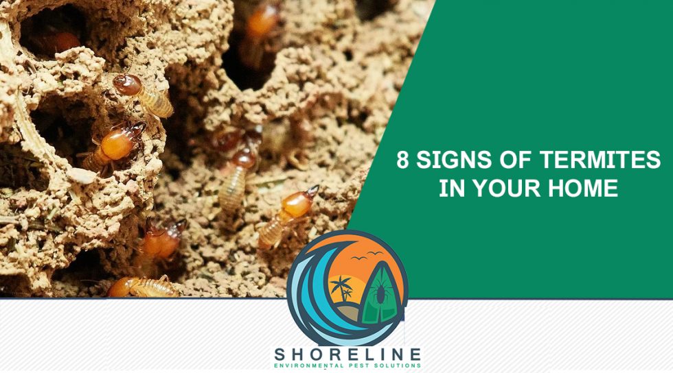 8 Signs of Termites in Your Home (White Ants) - Shoreline Environmental ...