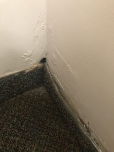 Termite Infeste Walls with Mud Tunnels