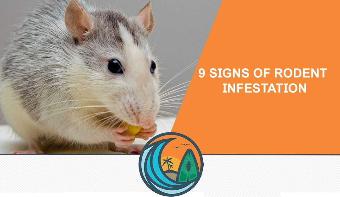 9 Signs of Rodent Infestation