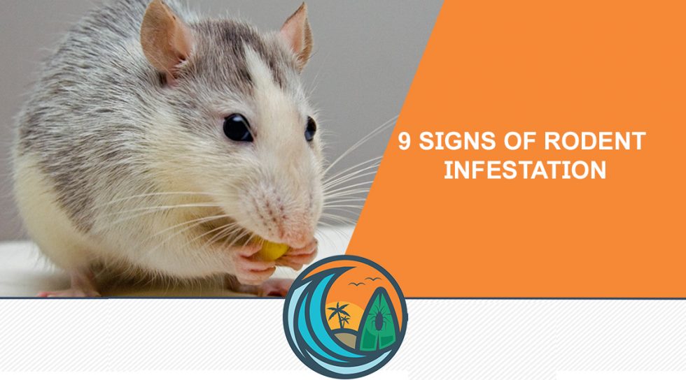 9 Signs Of Rodent Infestation Shoreline Environmental Pest Solutions 5553
