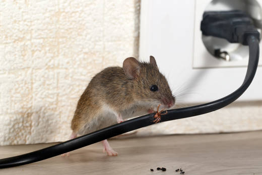 Rodent Extermination In Palm Beach Fl Shoreline Pest Solutions 2059