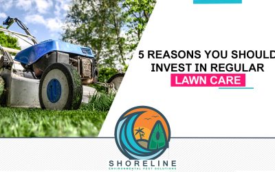 5 Reasons You Should Invest In Regular Lawn Care