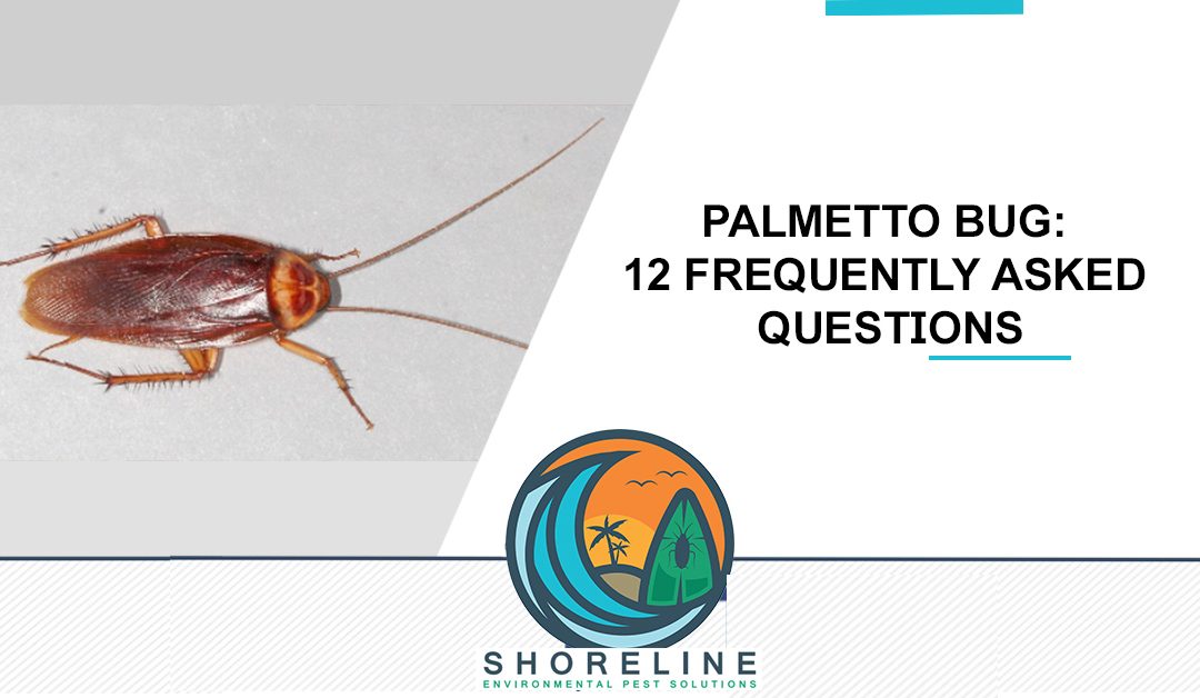 Palmetto Bug: 12 Frequently Asked Questions