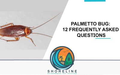 Palmetto Bug: 12 Frequently Asked Questions