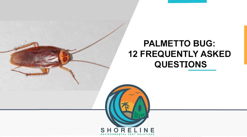 Palmetto Bug 12 Frequently Asked Questions Shoreline Environmental