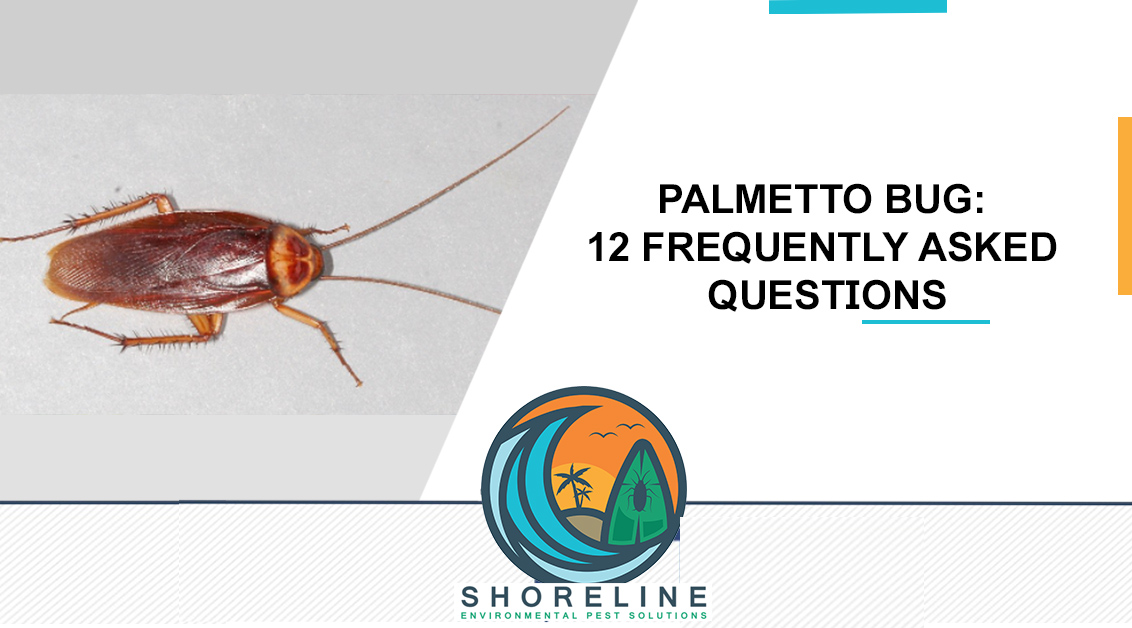 Palmetto Bug: 12 Frequently Asked Questions