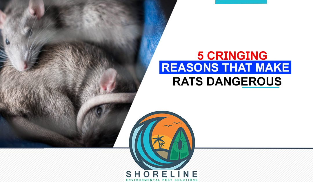 5 Cringing Reasons That Make Rats Dangerous