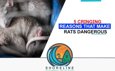 5 Cringing Reasons That Make Rats Dangerous