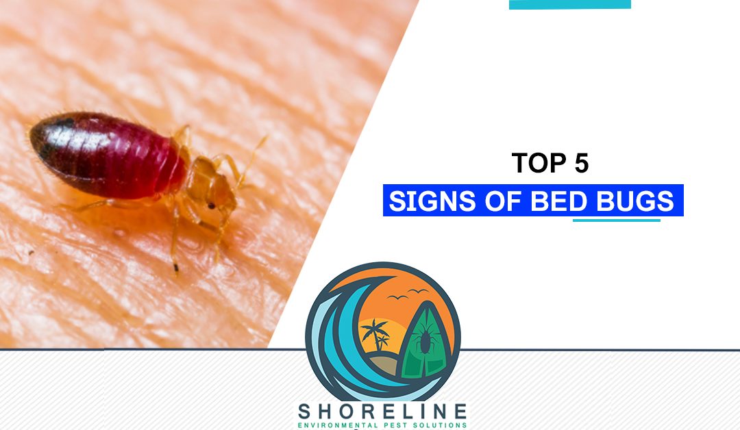 Top Five Signs of Bed Bugs