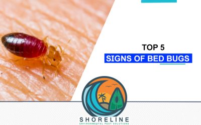 Top Five Signs of Bed Bugs