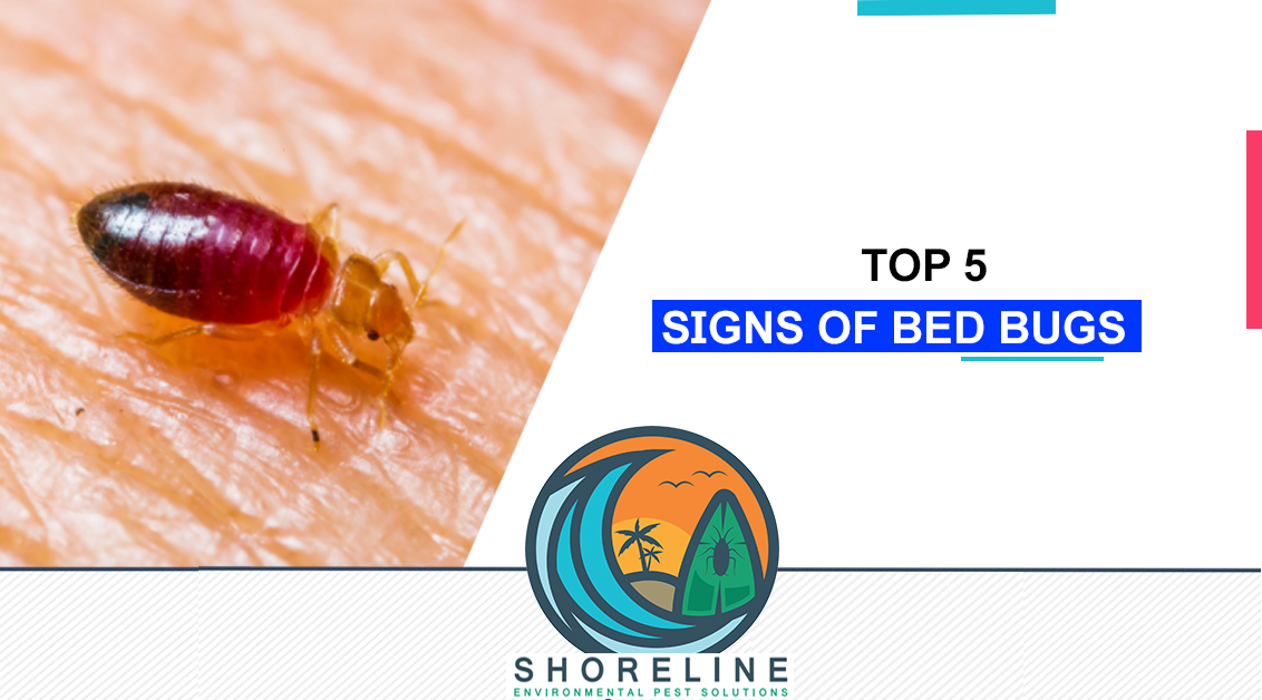 Bed bug drinking blood from human hand