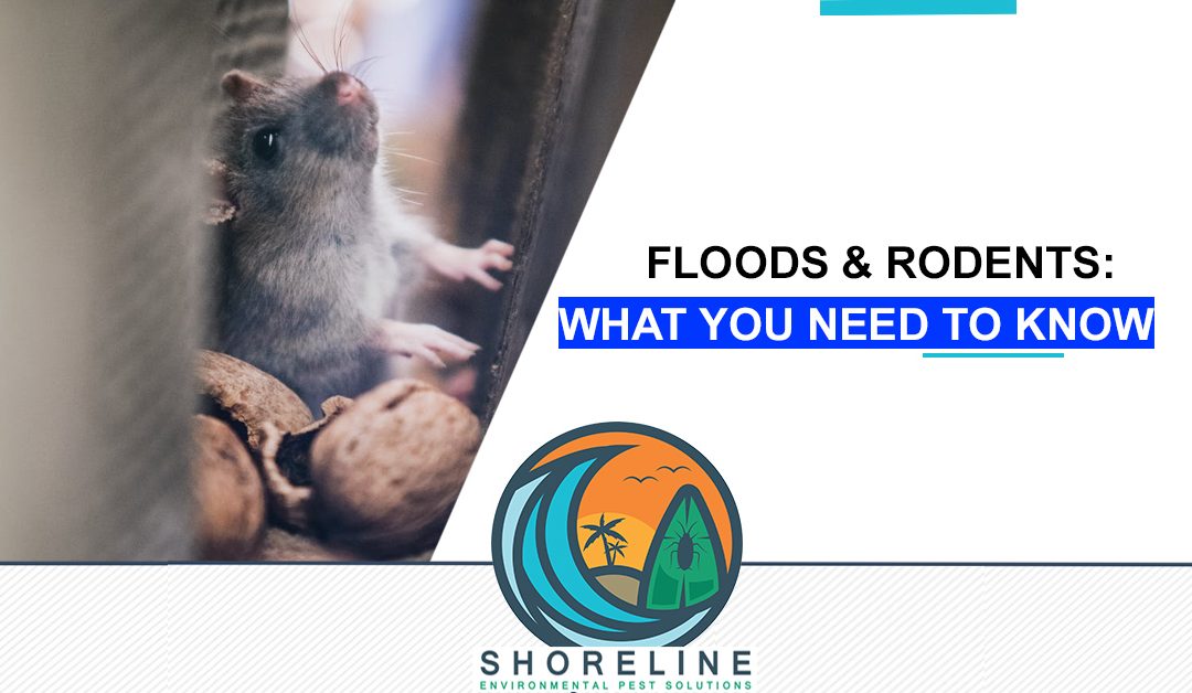 Floods & Rodents: What You Need To Know