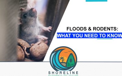 Floods & Rodents: What You Need To Know