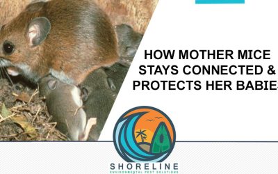 How Mother Mice Stays Connected & Protects Her Babies