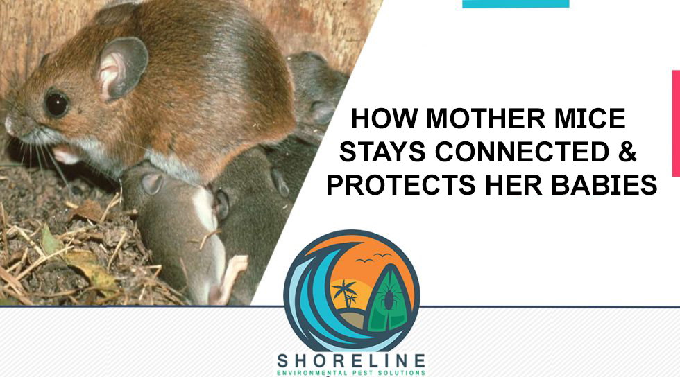 How Mother Mice Stays Connected & Protects Her Babies