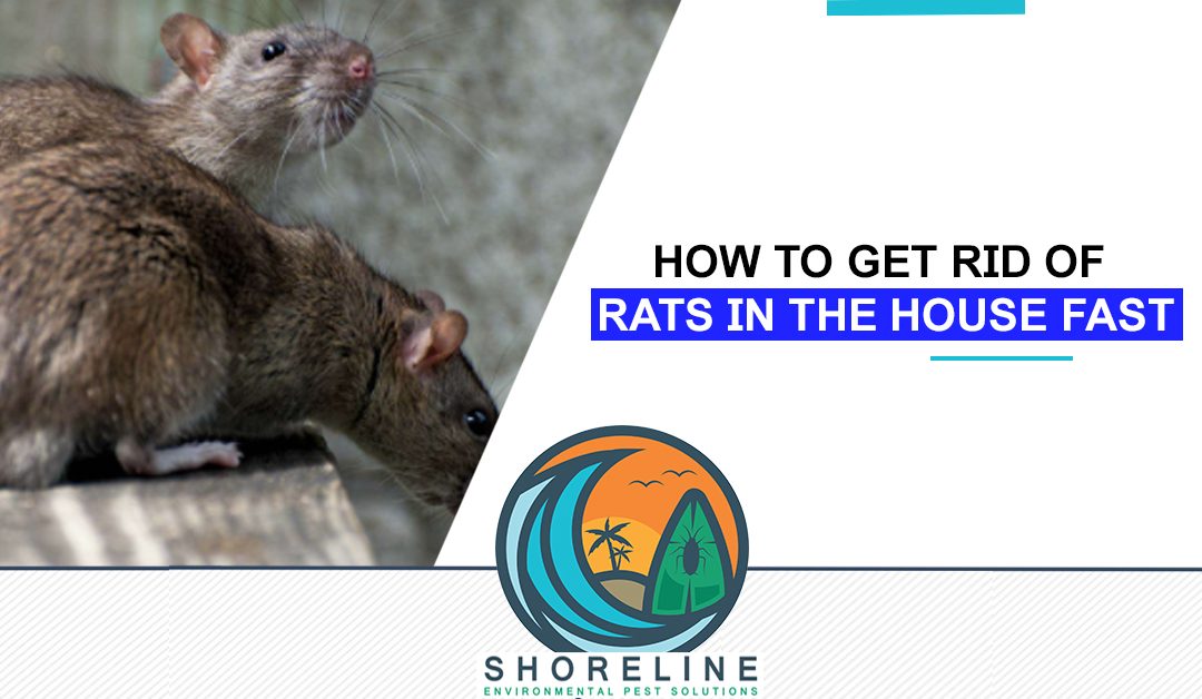 How to Get Rid Of Rats in the House Fast