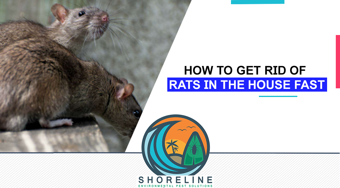 How to Get Rid Of Rats in the House Fast