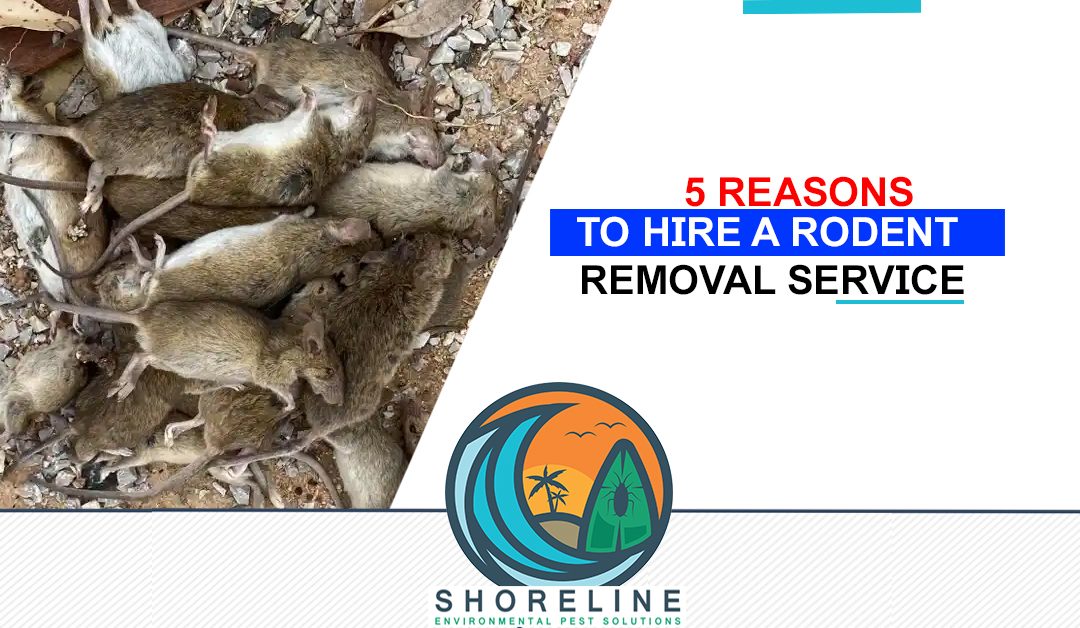 5 Reasons to Hire a Rodent Removal Service