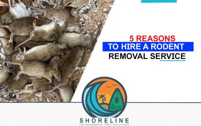 5 Reasons to Hire a Rodent Removal Service