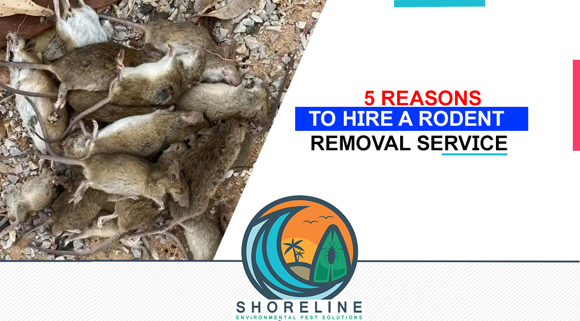 5 Reasons to Hire a Rodent Removal Service
