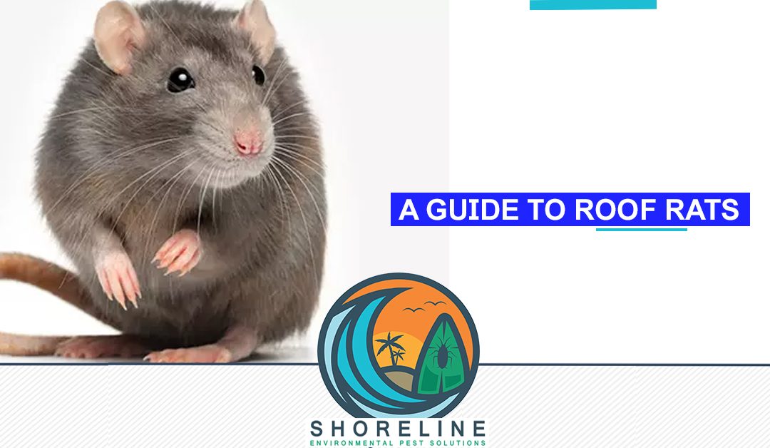 A Guide To Roof Rats
