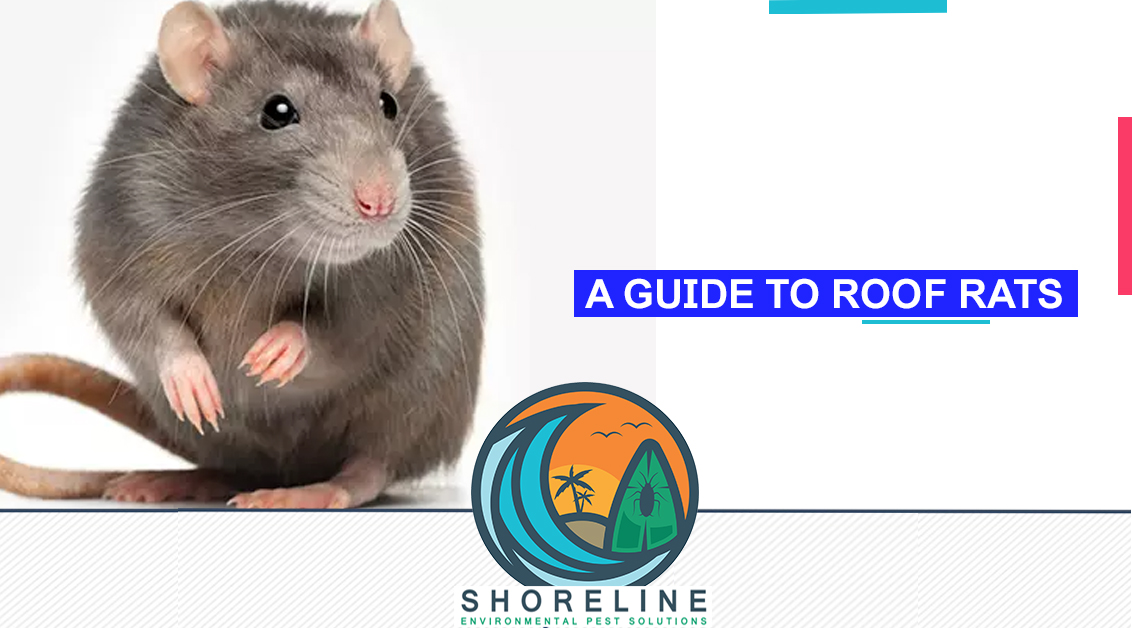 A Guide To Roof Rats