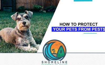 How to Protect Your Pets from Pests