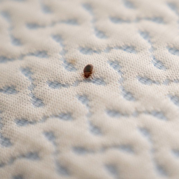 bed bug
