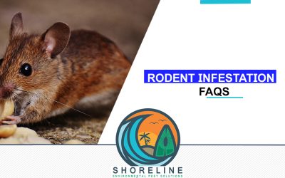 Rodent Infestation: Frequently Asked Questions