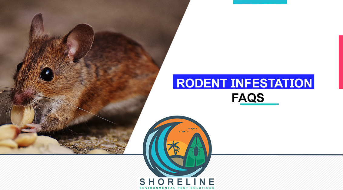 Rodent Infestation FAQs