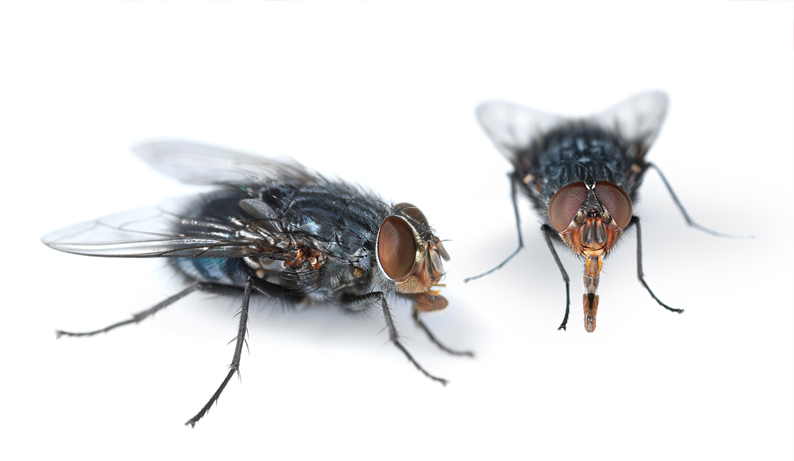 flies