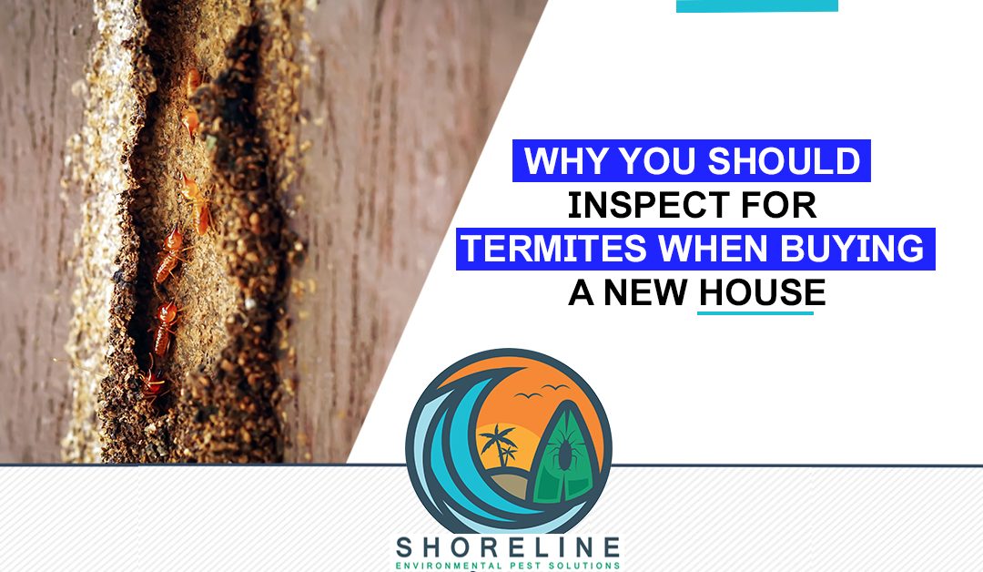 Why You Should Inspect For Termites When Buying a New House