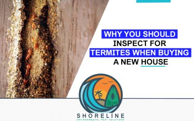 Why You Should Inspect For Termites When Buying a New House