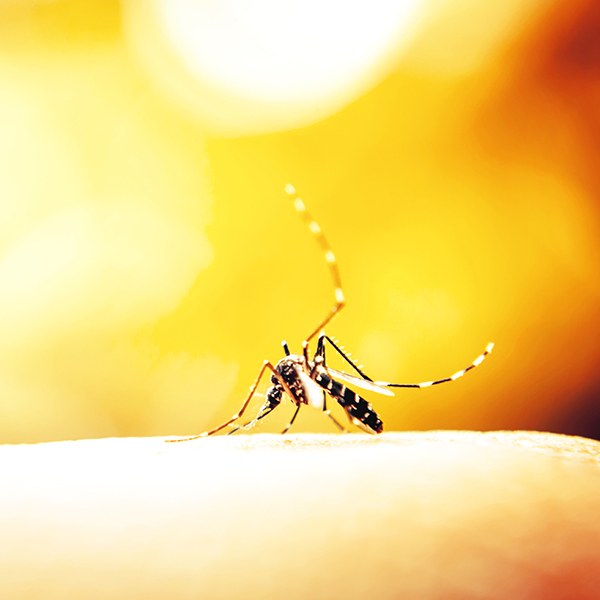 Mosquito 