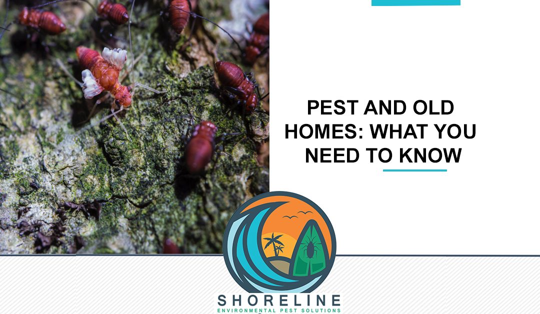 Pest And Old Homes: What You Need to Know