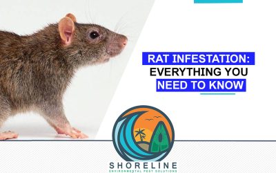 Rat Infestation: Everything You Need To Know