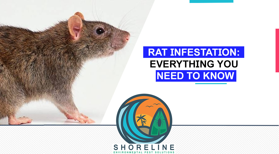Rat Infestation: Everything You Need To Know