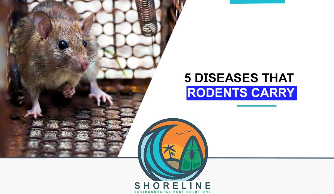 5 Diseases That Rodents Carry