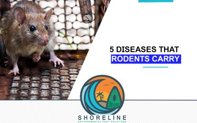 5 Diseases That Rodents Carry
