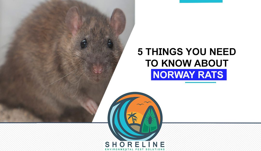 5 Things You Need To Know About Norway Rats