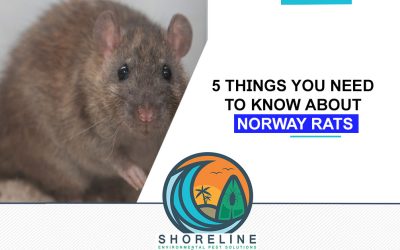 5 Things You Need To Know About Norway Rats