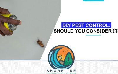 DIY Pest Control: Should You Consider It