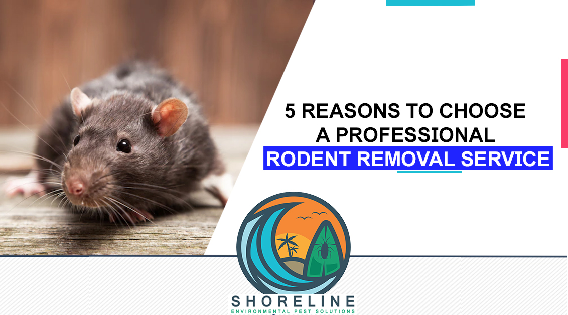 5 Reasons to Choose a Professional Rodent Removal Service - Shoreline  Environmental Pest Solutions