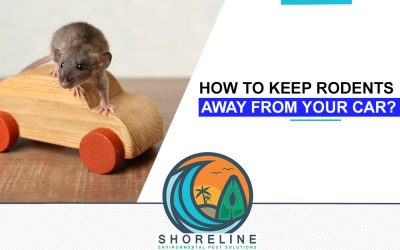 How to Keep Rodents Away From Your Car?