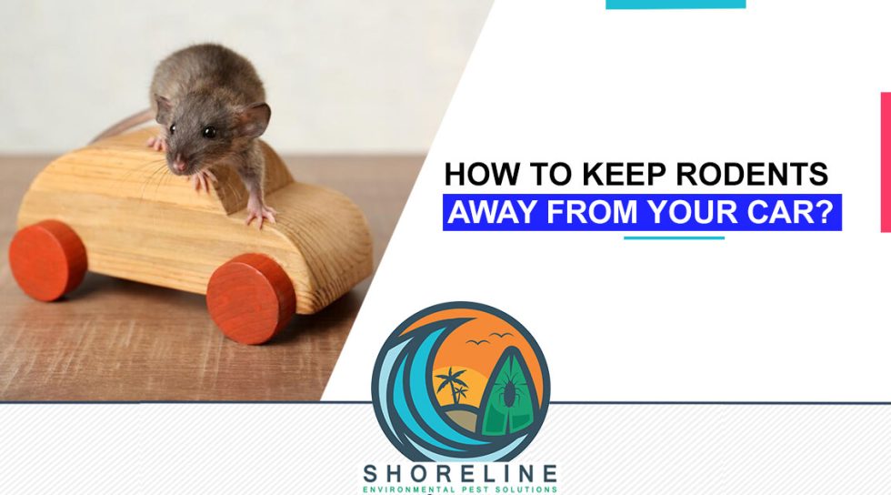 How to Keep Rodents Away From Your Car? Shoreline Environmental Pest