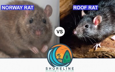 Roof Rats vs Norway Rats: A Complete Comparison