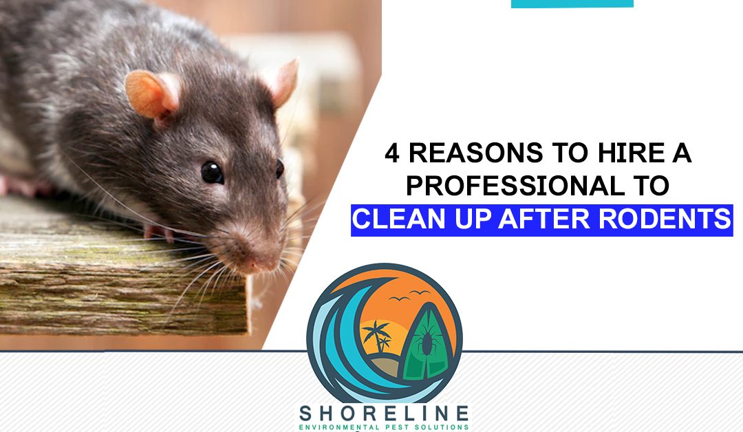 4 Reasons to Hire a Professional to Clean Up after Rodents